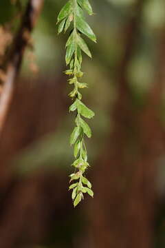 Image of Tmesipteris obliqua R. J. Chinnock