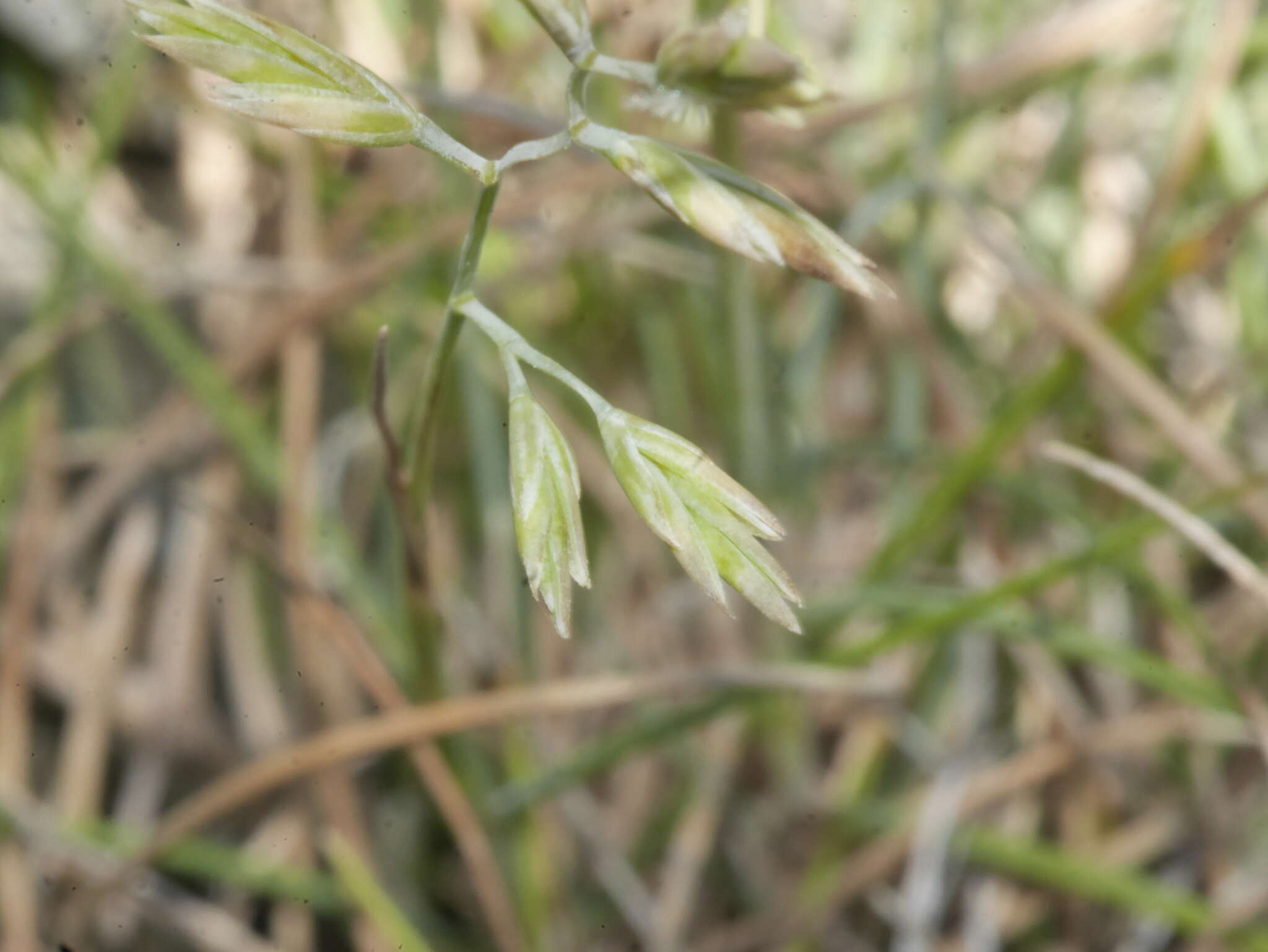 Image of Festuca multinodis Petrie & Hack.