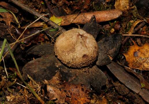 Imagem de Astraeus telleriae M. P. Martín, Phosri & Watling 2013