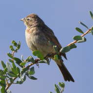 Sivun Emberiza impetuani impetuani Smith & A 1836 kuva