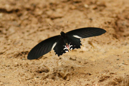 Image de Papilio alcmenor Felder & Felder 1864