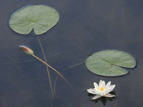 Image of European white waterlily