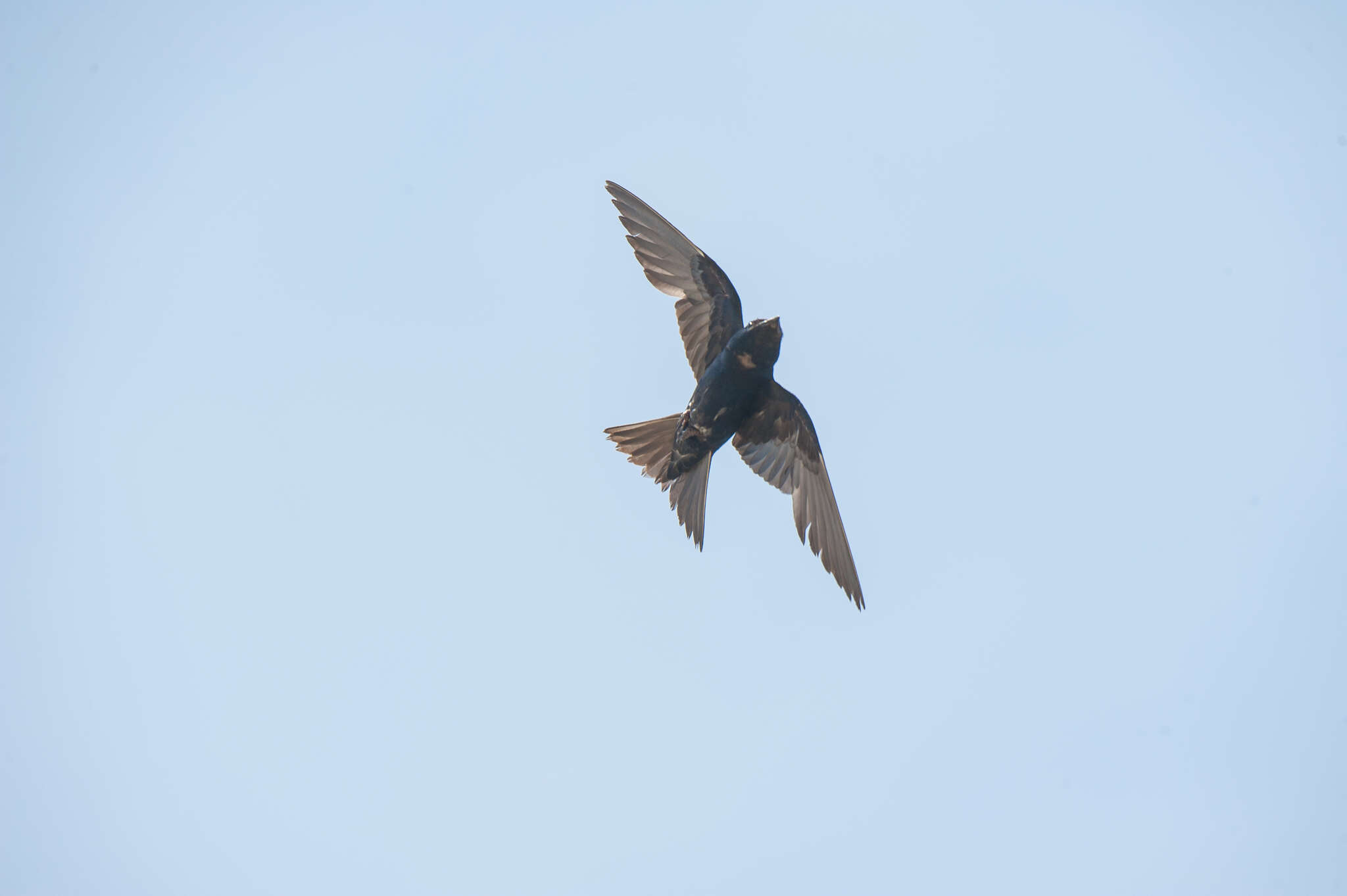 Image of Cuban Martin