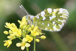 Слика од Euchloe simplonia (Boisduval 1828)