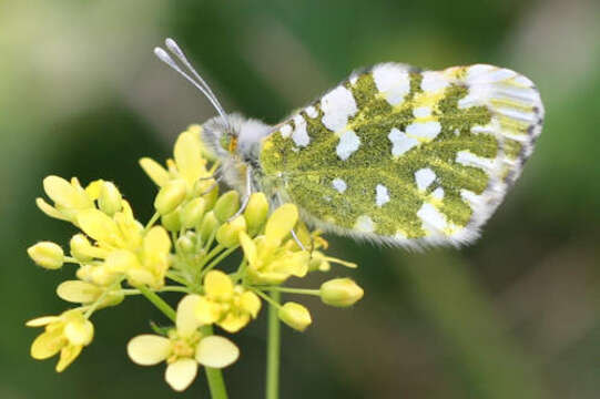 Слика од Euchloe simplonia (Boisduval 1828)