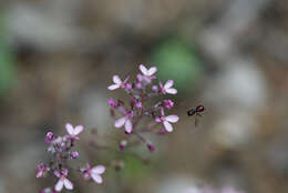 Stylidium brunonianum subsp. brunonianum resmi