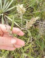 Imagem de Psoralea cyphocalyx A. Gray