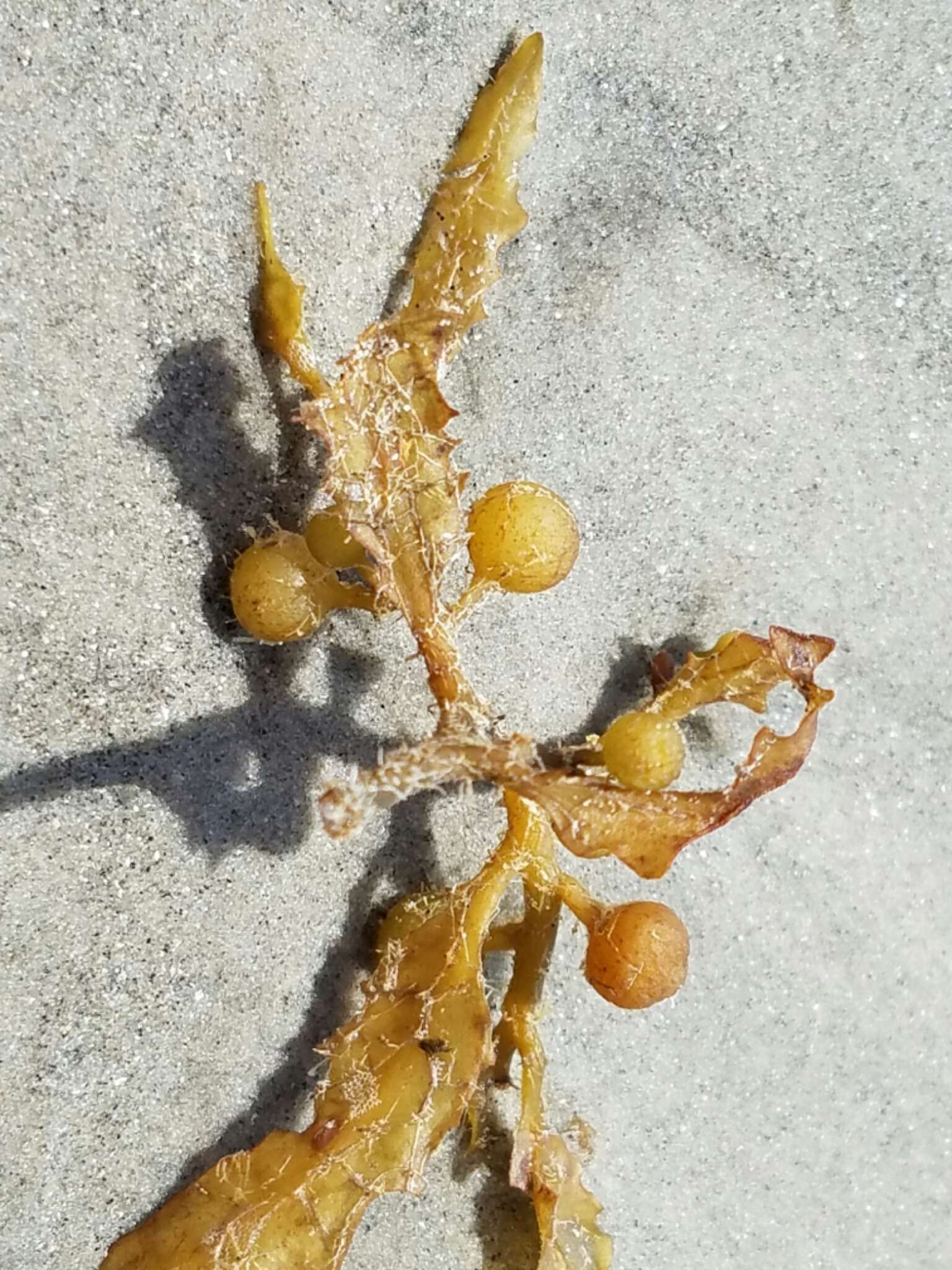 Image of Sargassum fluitans