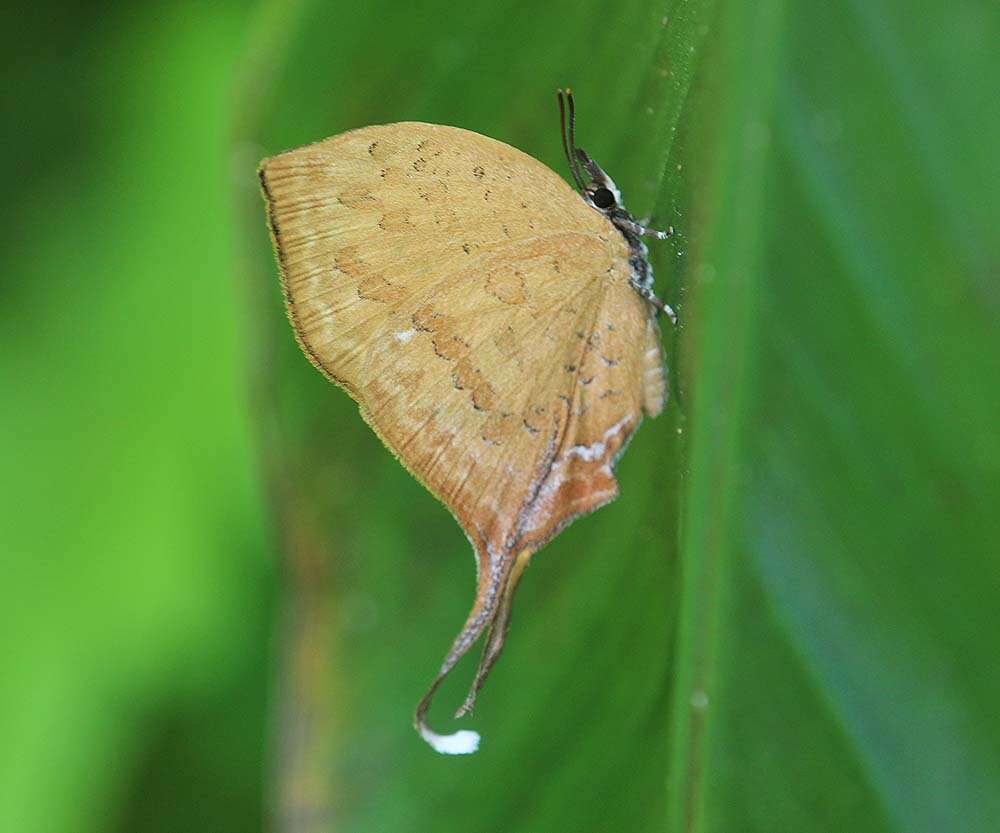 Image of Yasoda tripunctata (Hewitson 1863)