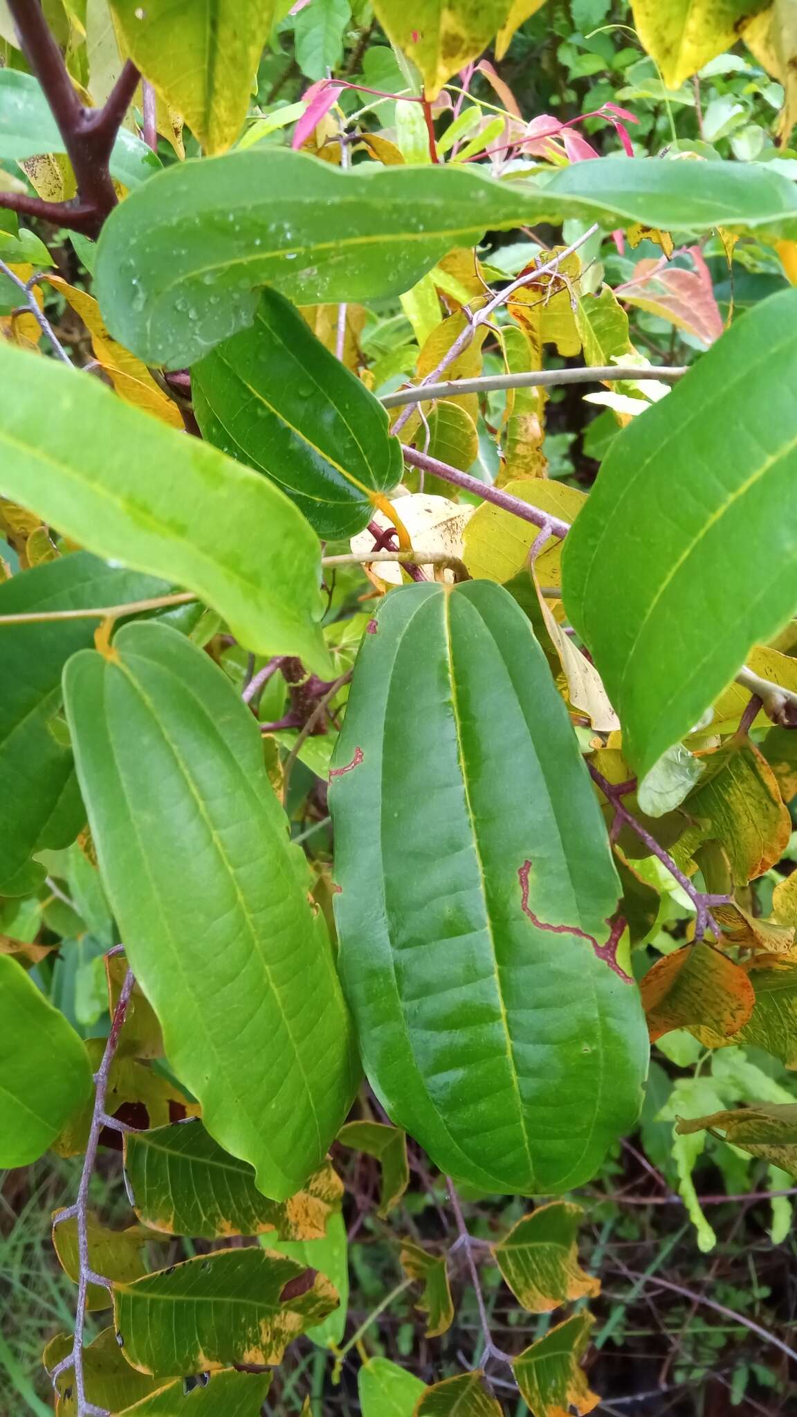 Imagem de Dioscorea bemandry Jum. & H. Perrier