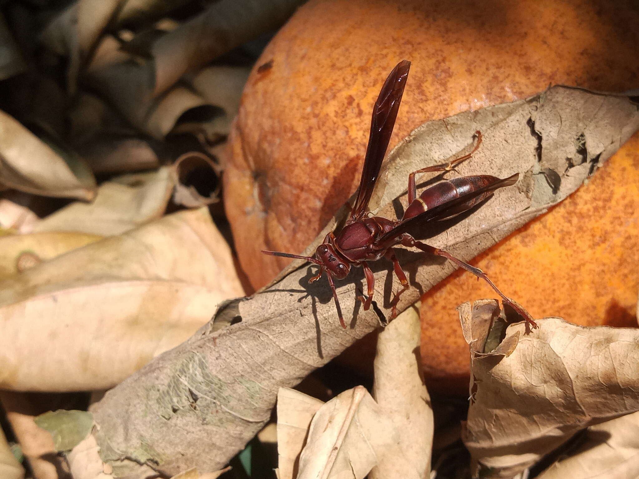 Image of Polistes veracrucis Richards 1978