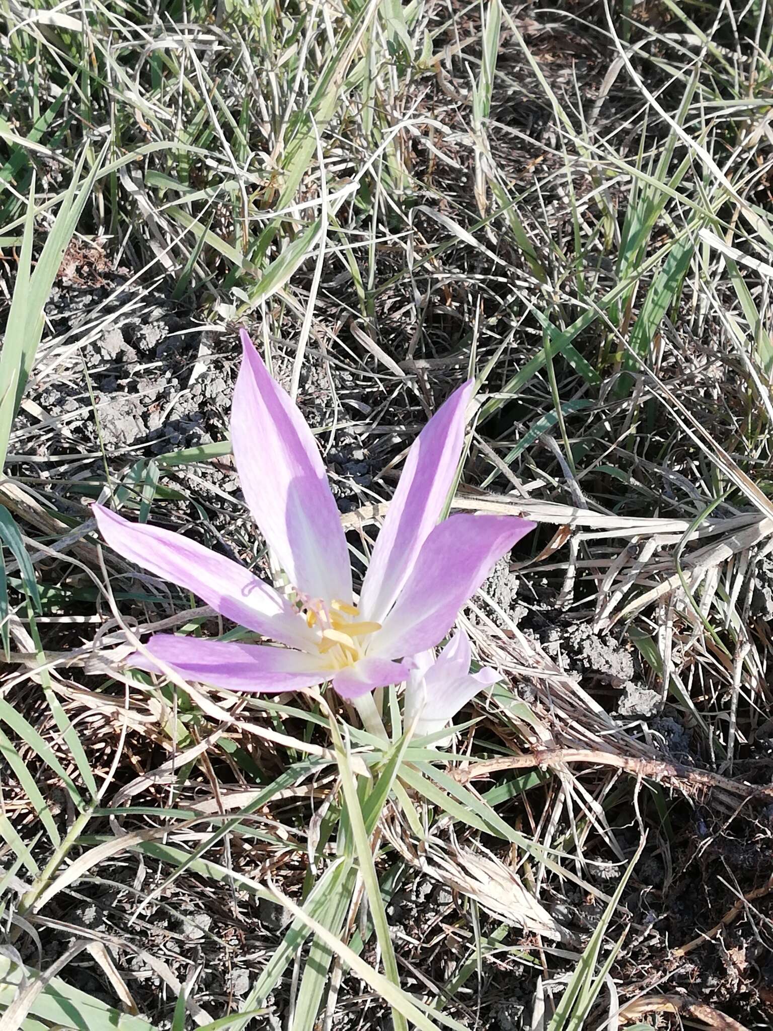 Image of Colchicum lusitanum Brot.