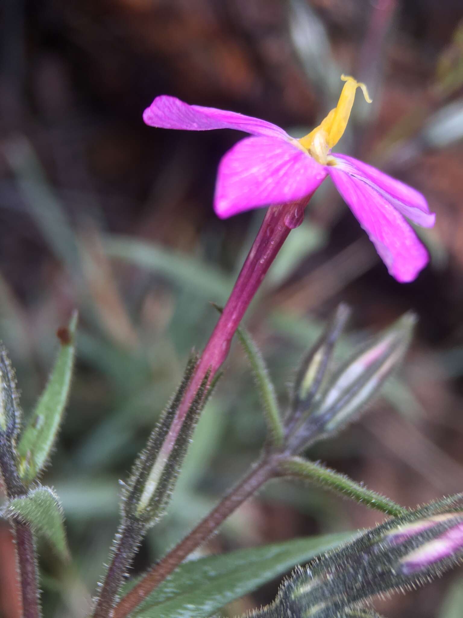 Image of Big Bear Valley phlox