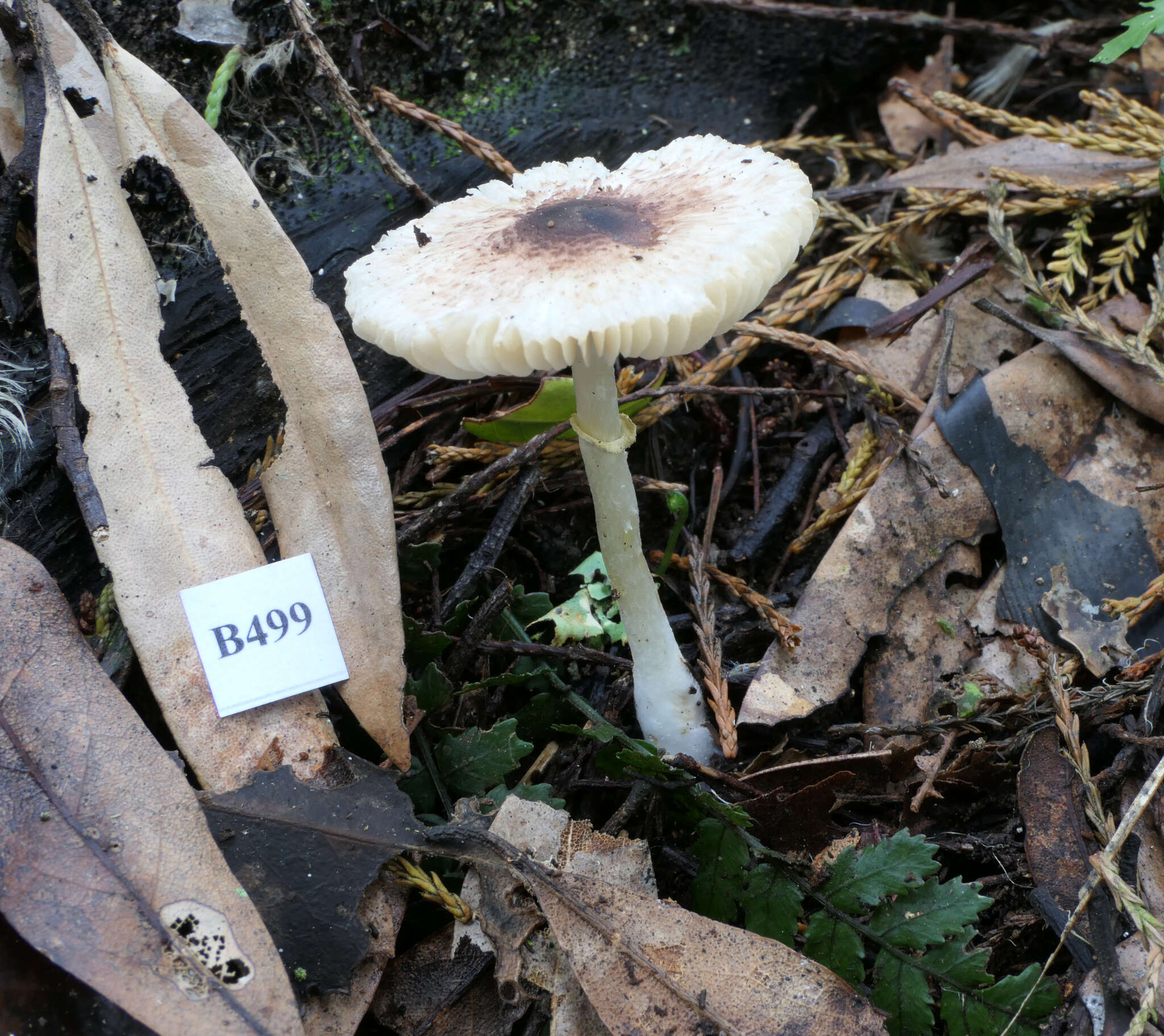 Plancia ëd Leucoagaricus viriditinctus (Berk. & Broome) J. F. Liang, Zhu L. Yang & J. Xu 2010