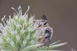 Halictus brunnescens (Eversmann 1852) resmi