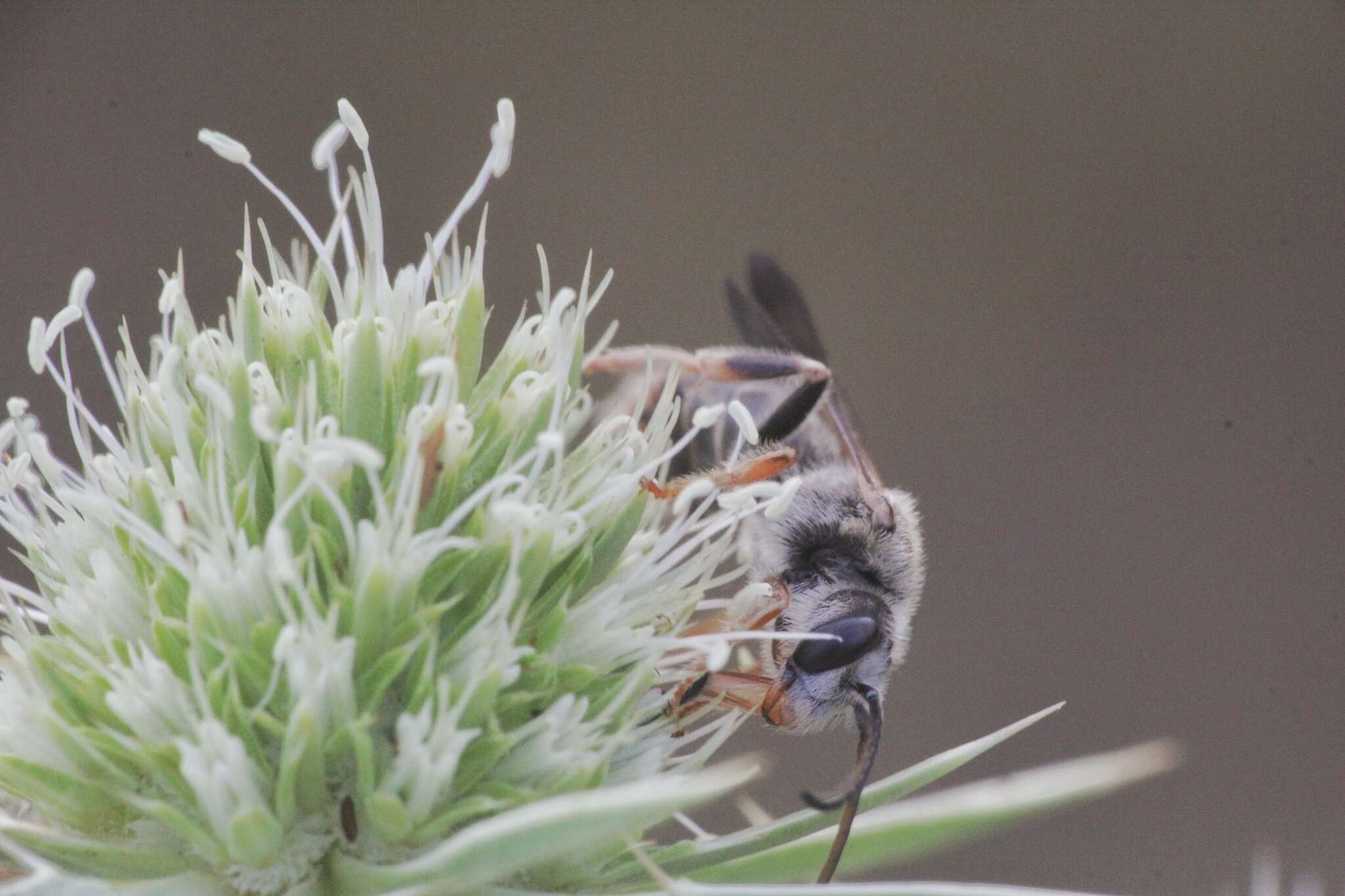 Halictus brunnescens (Eversmann 1852) resmi