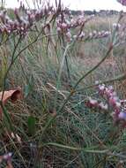 Image of Limonium humile Miller