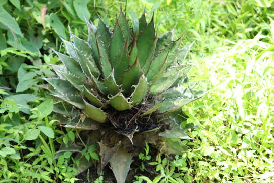 Agave horrida Lem. ex Jacobi resmi