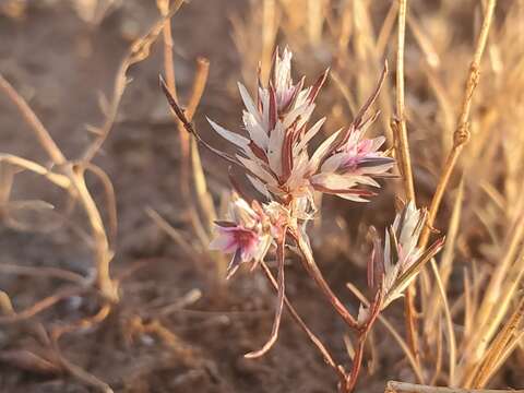 Image de Polygonum bidwelliae S. Wats.