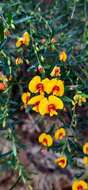 Bossiaea linophylla R. Br. resmi