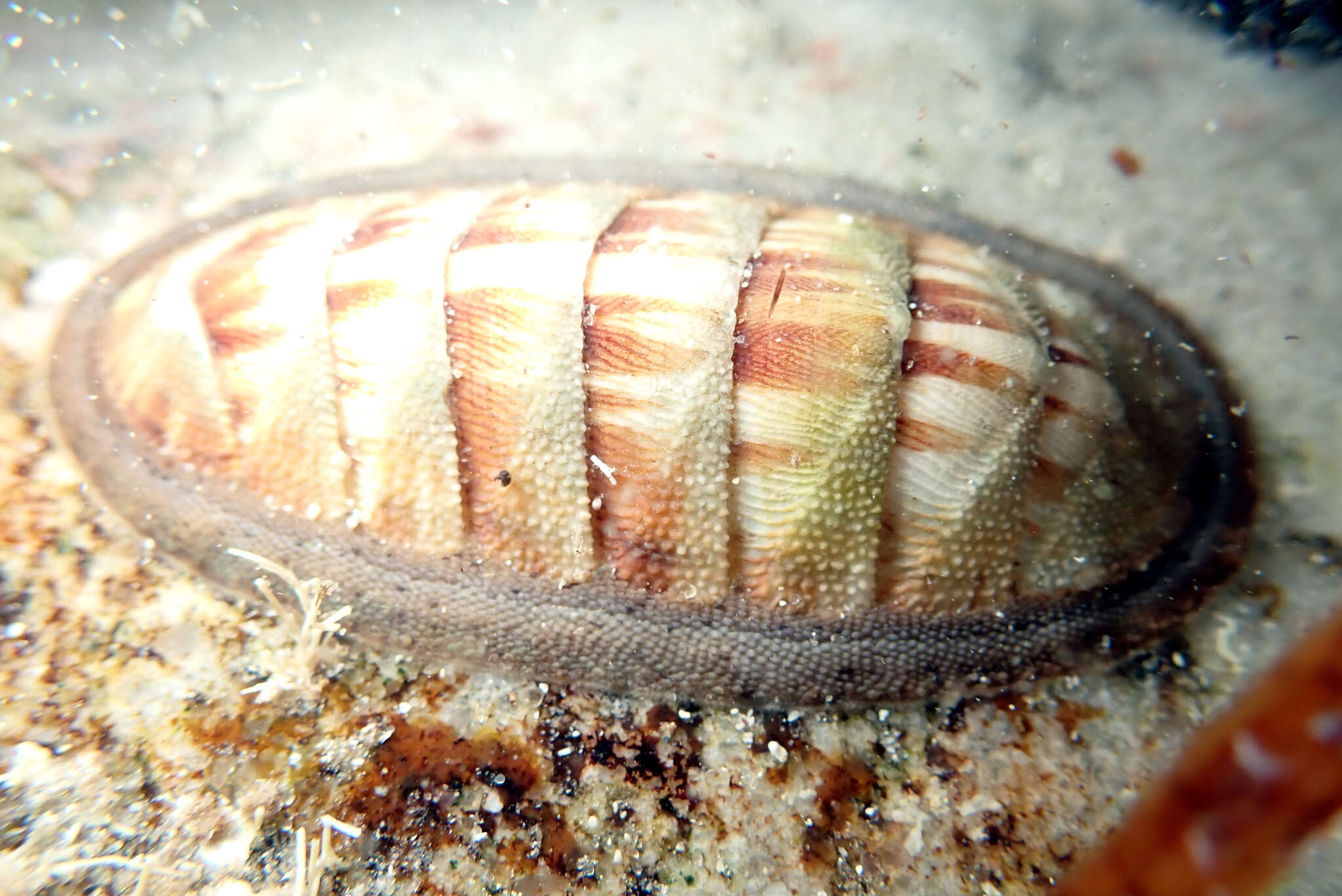 Image of contracted chiton