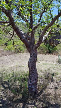 Image of Bursera galeottiana Engl.