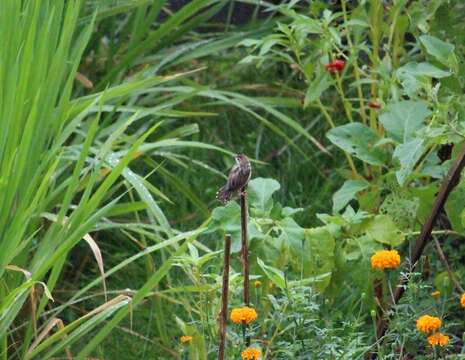 Image of Cisticola juncidis fuscicapilla Wallace 1864