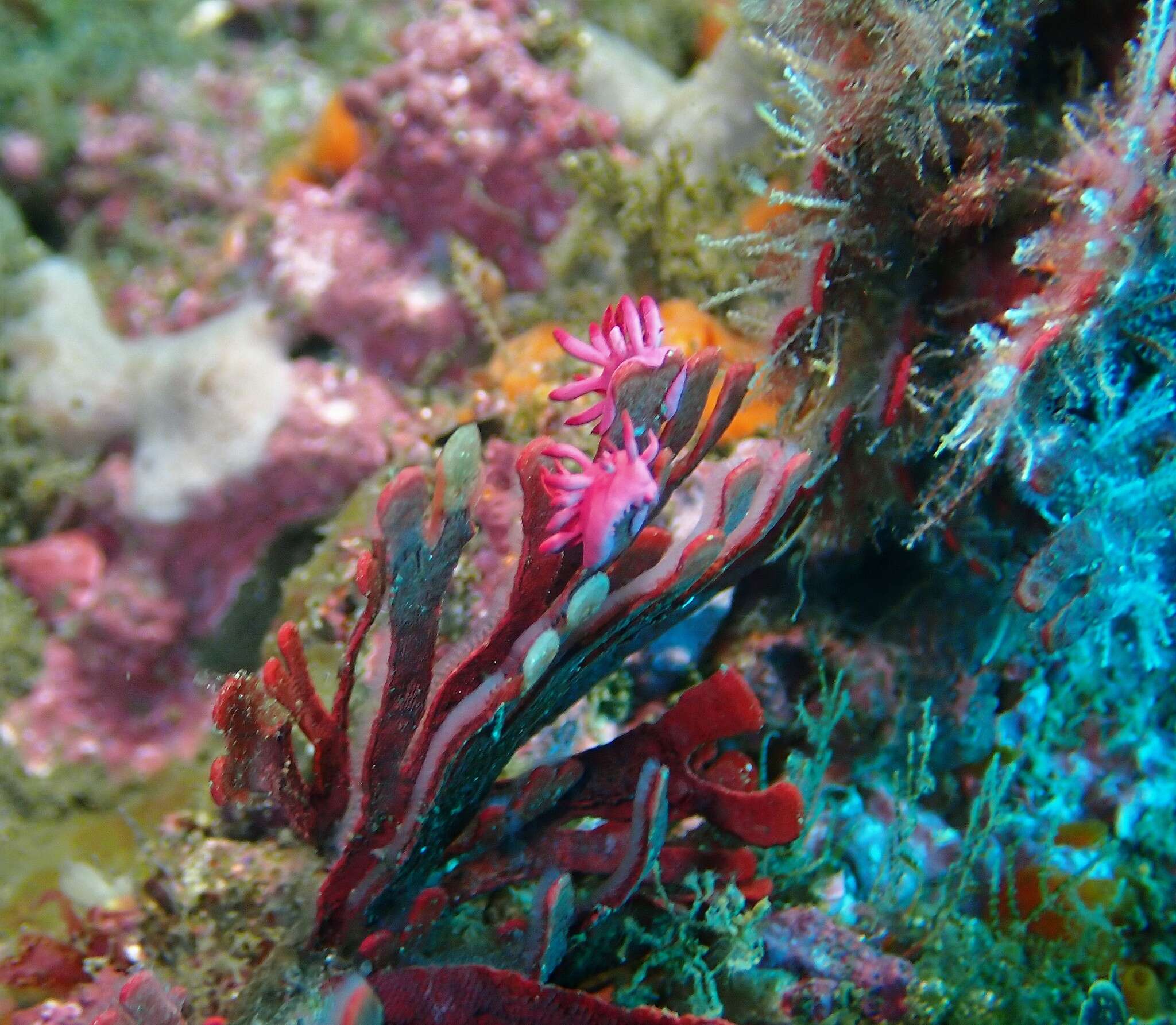 Image of Okenia atkinsonorum Rudman 2007