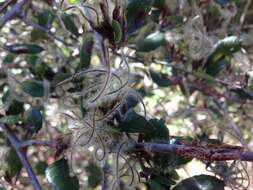 Image of island mountain mahogany