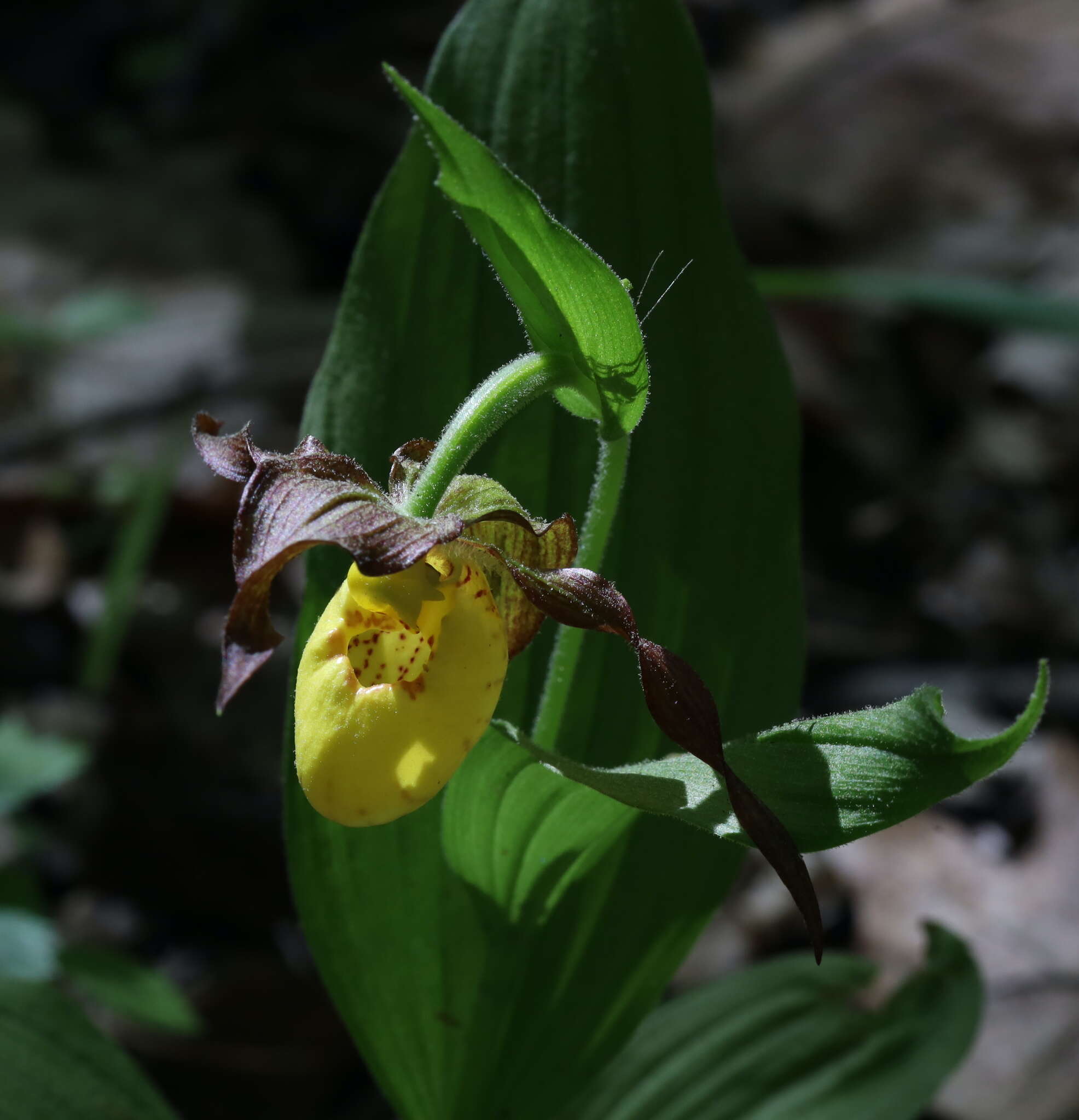 Imagem de Cypripedium parviflorum var. parviflorum