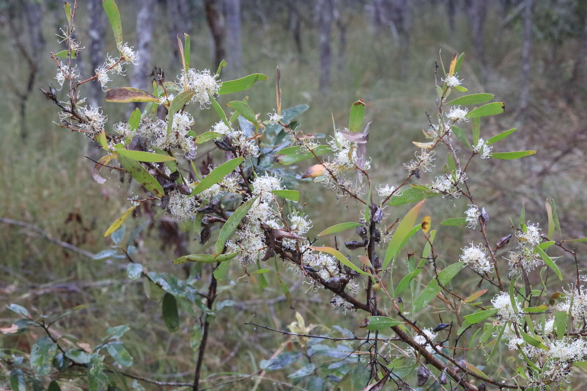 Image of Hakea florulenta Meissner