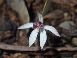 Image of Caladenia saccharata Rchb. fil.