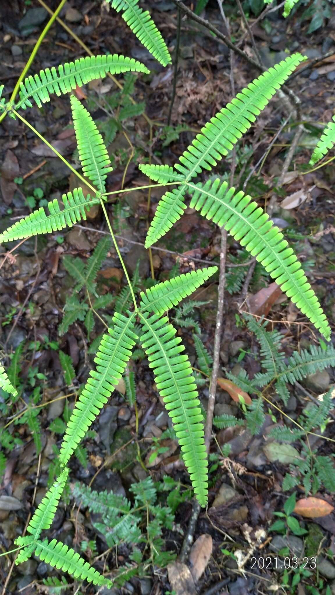 Image of Dicranopteris tetraphylla (Rosenst.) C. M. Kuo