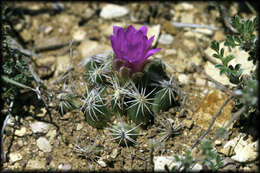 Image of Hester's foxtail cactus