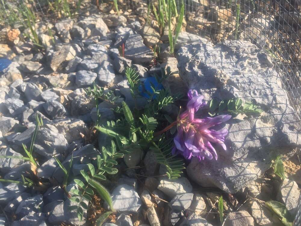 صورة Astragalus bibullatus Barneby & E. L. Bridges