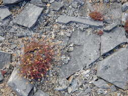 Image de Potentilla subvahliana B. A. Jurtzev