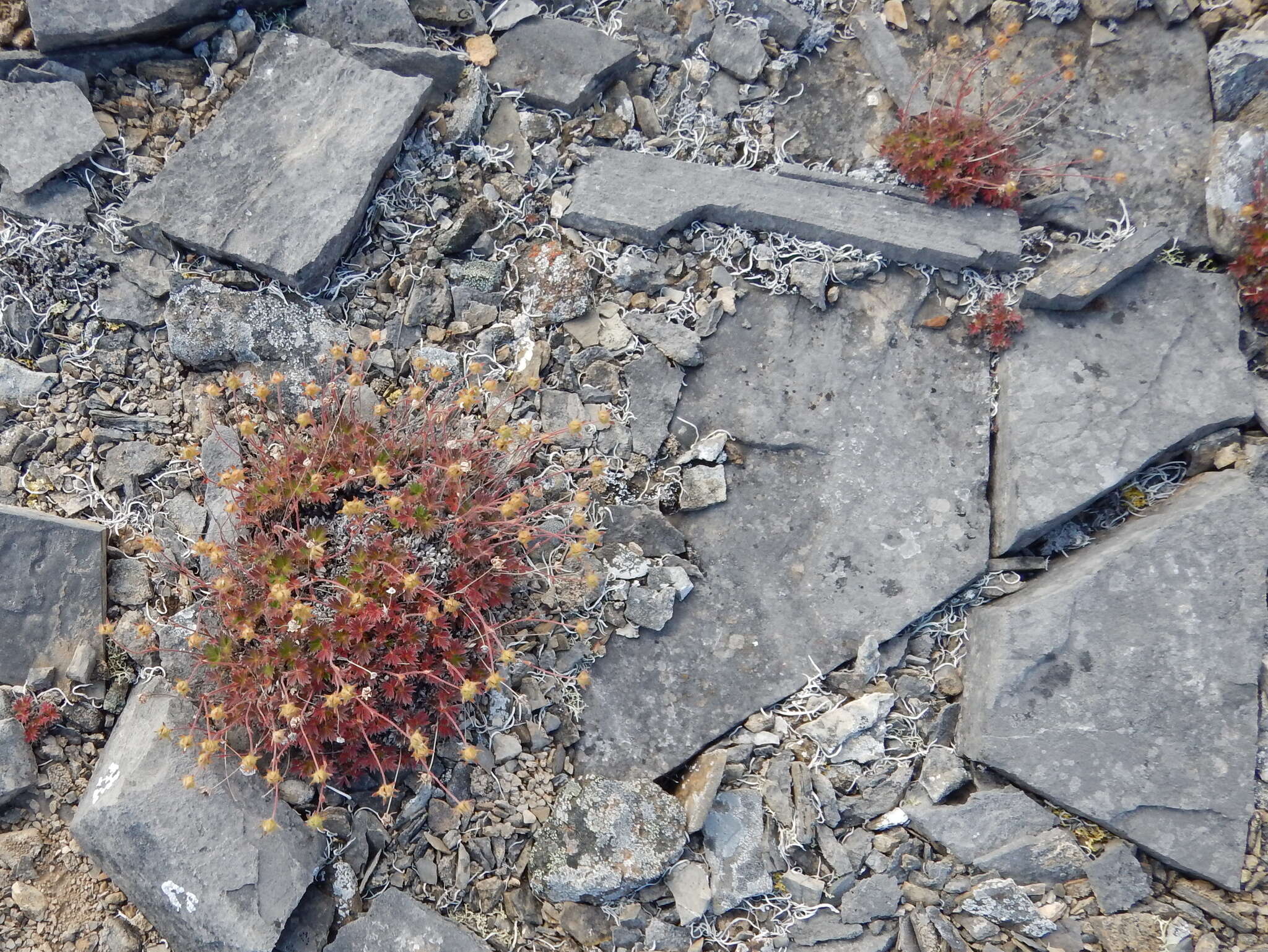 Image de Potentilla subvahliana B. A. Jurtzev