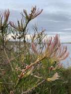 صورة Callistemon linearis (Schrad. & Wendl.) Colv. ex Sweet