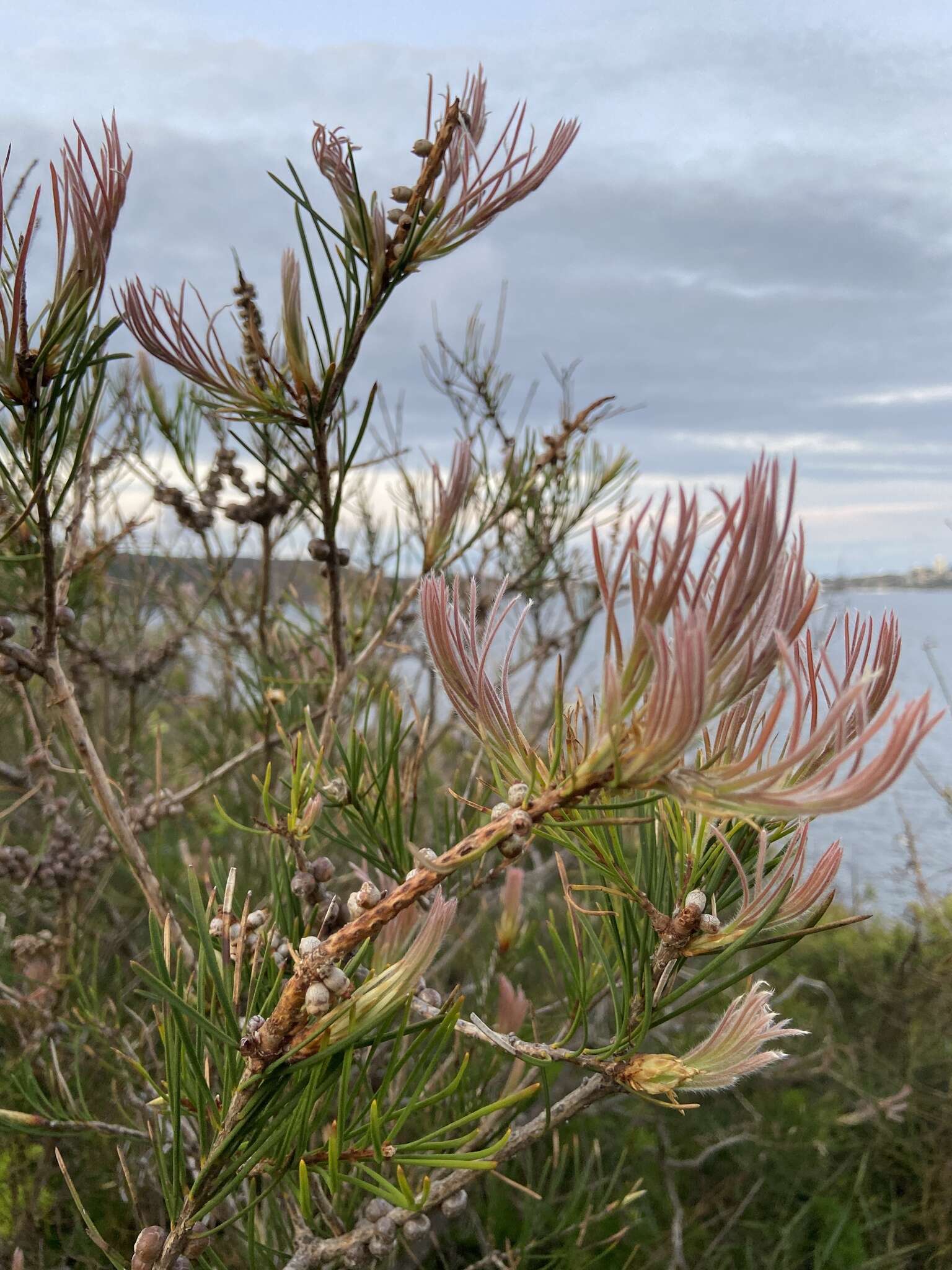 Sivun Callistemon linearis (Schrad. & Wendl.) Colv. ex Sweet kuva