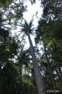 Image of Manarano palm