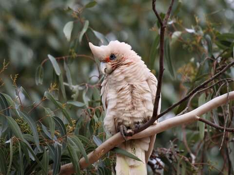 Image of Cacatua pastinator derbyi (Mathews 1916)