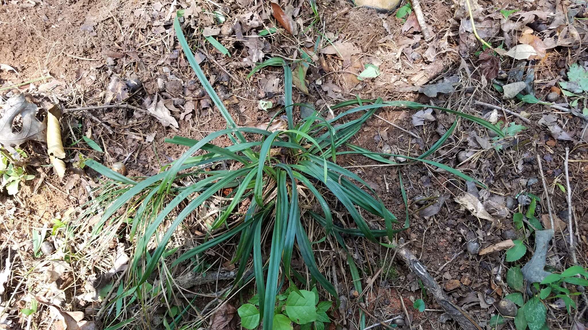 Image of Big blue lilyturf'