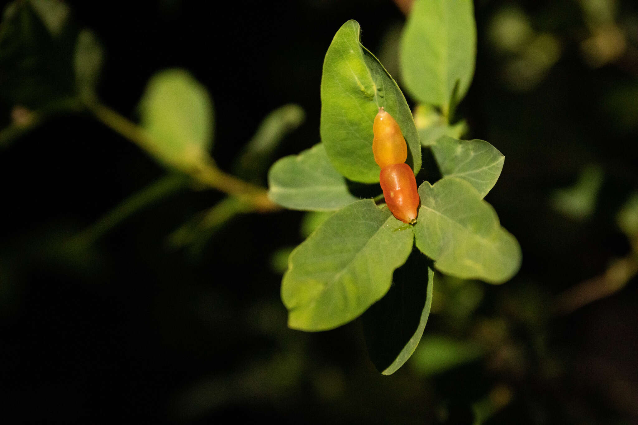 Слика од Lonicera utahensis S. Wats.