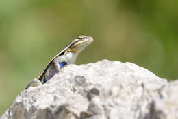 Image of Rose-bellied Lizard