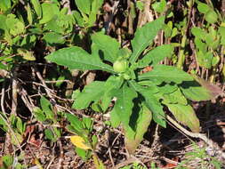 Image of white crownbeard