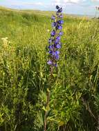 Image of Delphinium retropilosum (Huth) Sambuk