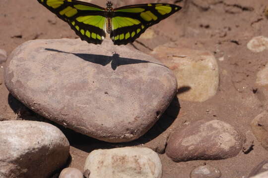 Image of dido longwing