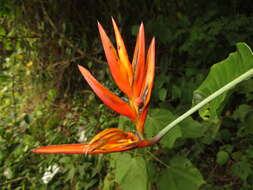 Image of Heliconia hirsuta L. fil.