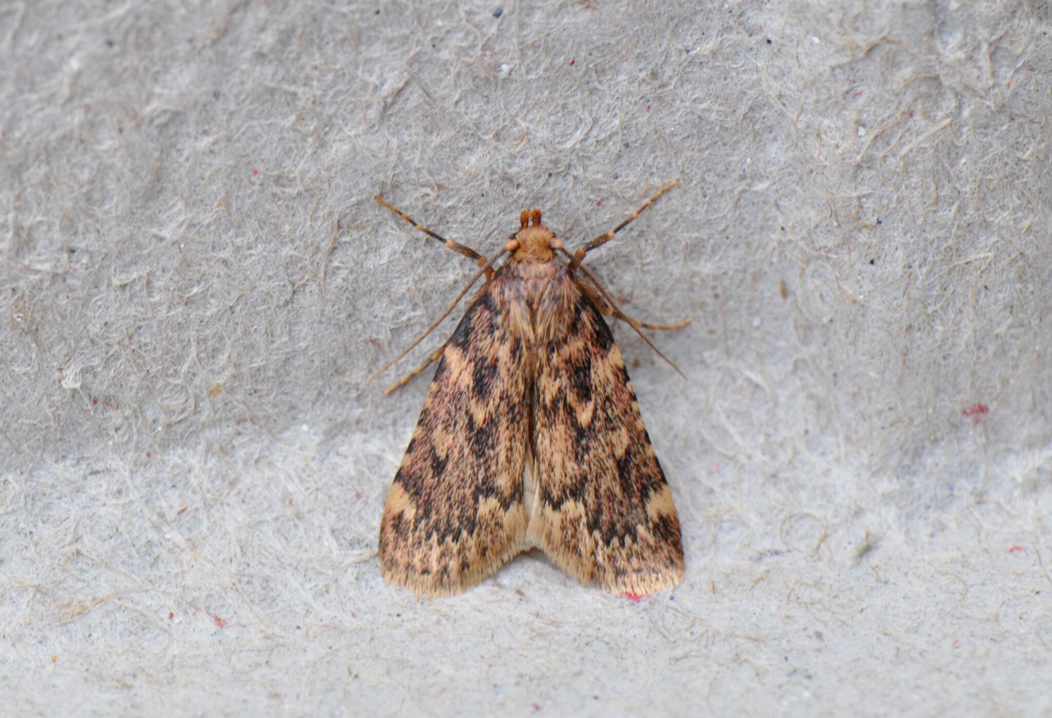 Image of Meal Moth