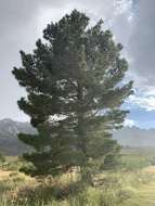 Image of Afghan pine